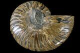Cut & Polished Ammonite Fossil (Half) - Agate Replaced #146205-1